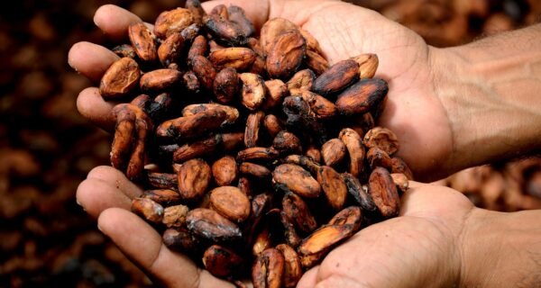 hands, cocoa, cacao